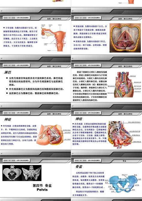 女性人体|解剖学高清图谱 女性生殖系统